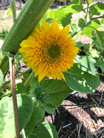 Teddy Sunflower