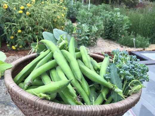 In Praise Fava aka Lima or Broad Beans